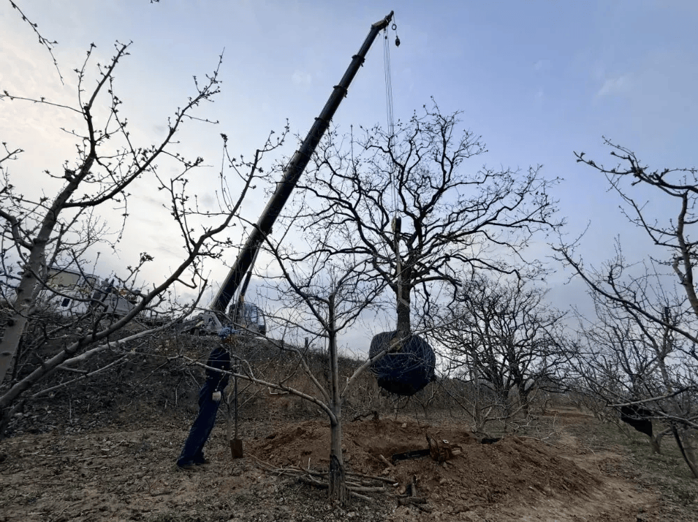 五百块从树农手里买走，数万、十几万卖到别墅区：一棵老柿树的奇幻漂流