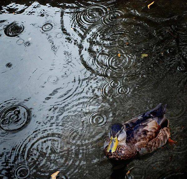 为什么下雨时,鸭子就在雨中“傻”站着一动不动?