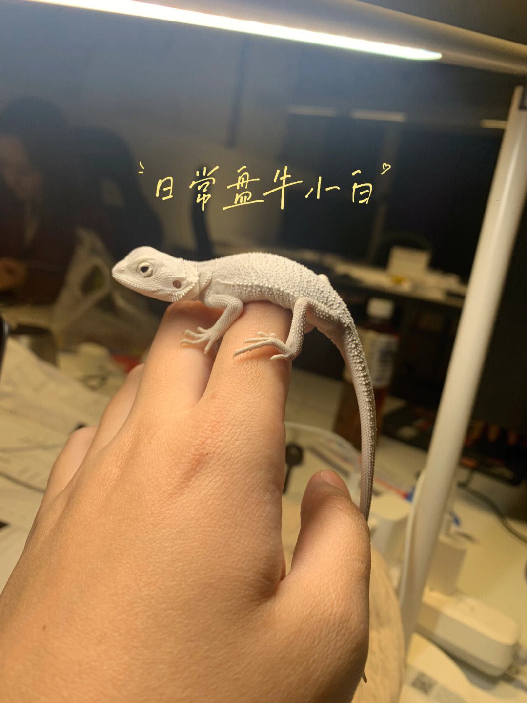 小黑牛莱特币矿机(一台矿机多久能挖一个比特币)
